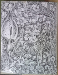 WOODLAND PLANTS