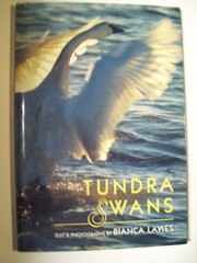 Tundra Swans