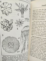 Classic Handbook Paleontology for Beginners Amateurs Paleontological Research !!