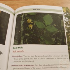 Complete Guide to Edible Plants Book Army Dept Medicine Poison Color Photos
