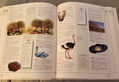 CHILDREN’S ILLUSTRATED DICTIONARY – DP DEMPSEY PARE – 1998 – 380 Pages Hard Back