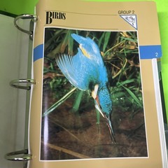 Wildlife Fact File 4 Binder Lot Set Groups 1-11 Animal All Cards Vtg