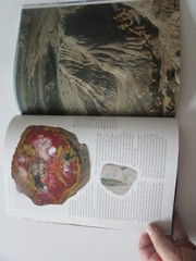 Petrified Forest : A Story in Stone by Sidney R. Ash (2005, Trade Paperback)