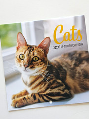 2027 / CATS Mini 12-Month Wall Calendar – 6″ x 6″ ( 6 by 6 Inches )